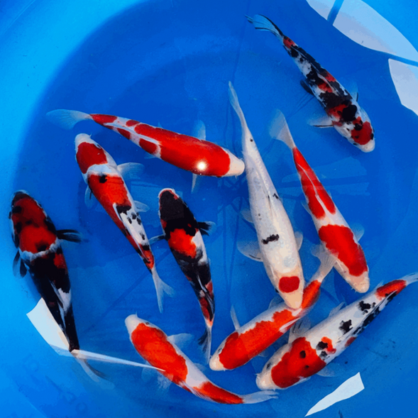 Paquetes premium de peces koi japoneses Gosanke
