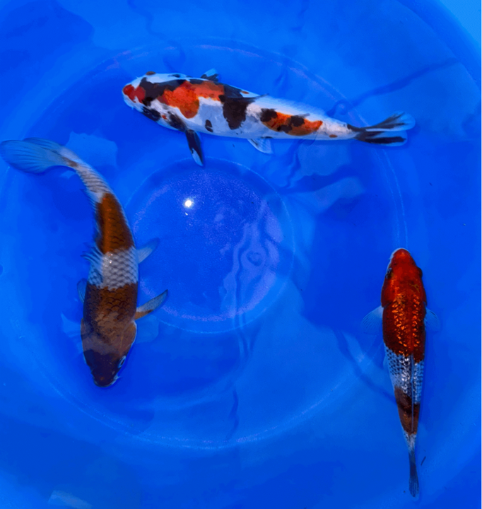 Paquetes premium de peces koi japoneses