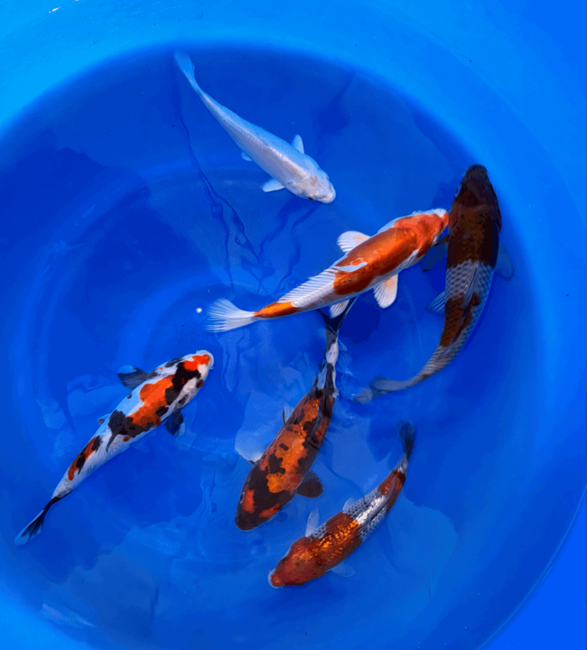 Paquetes premium de peces koi japoneses