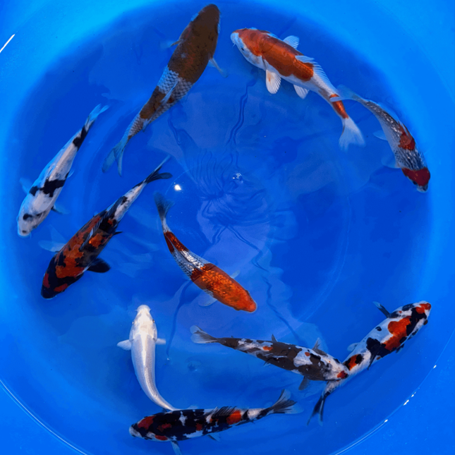 Paquetes premium de peces koi japoneses