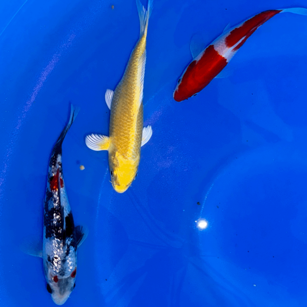 Paquetes premium de peces koi japoneses