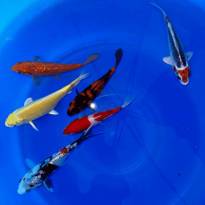 Paquetes premium de peces koi japoneses