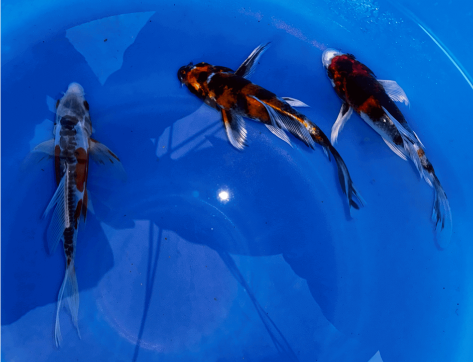 Paquetes premium de peces koi mariposa japoneses