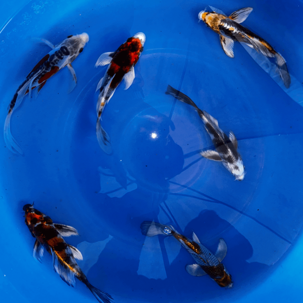 Paquetes premium de peces koi mariposa japoneses
