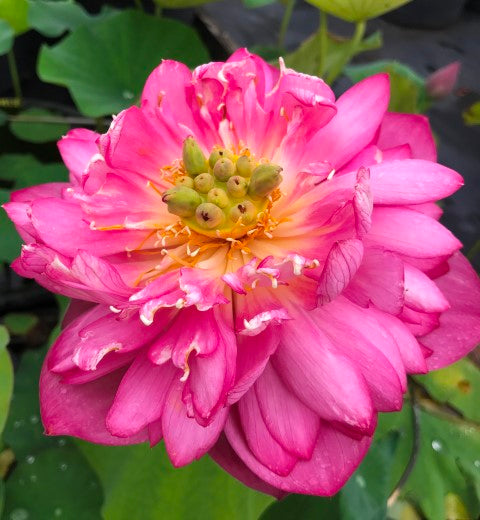 Scarlet Peach Lotus (Bare Root)