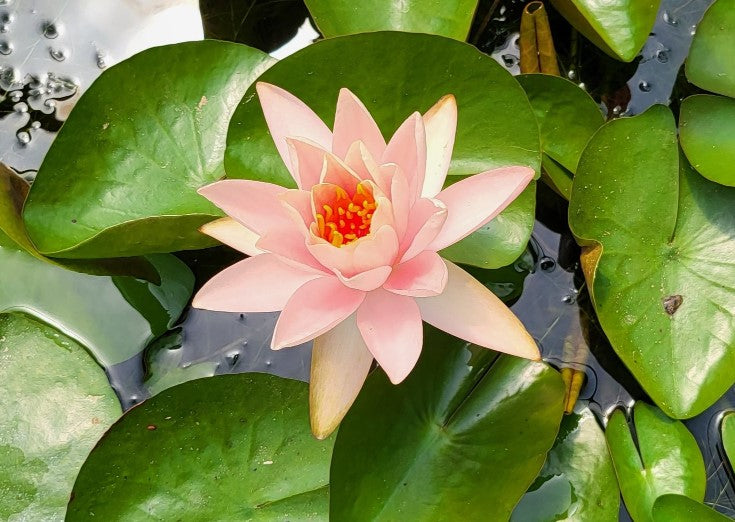 Patio Joe - Hardy Lily (Bare Root)
