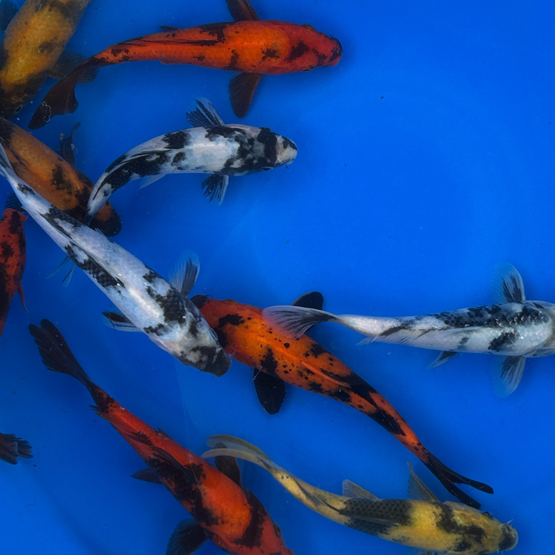 Premium Utsuri Mix ( 写りミックス ) Japanese Koi Fish Packages