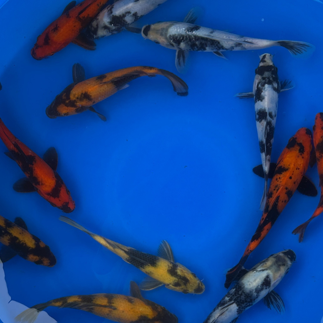 Premium Utsuri Mix ( 写りミックス ) Japanese Koi Fish Packages