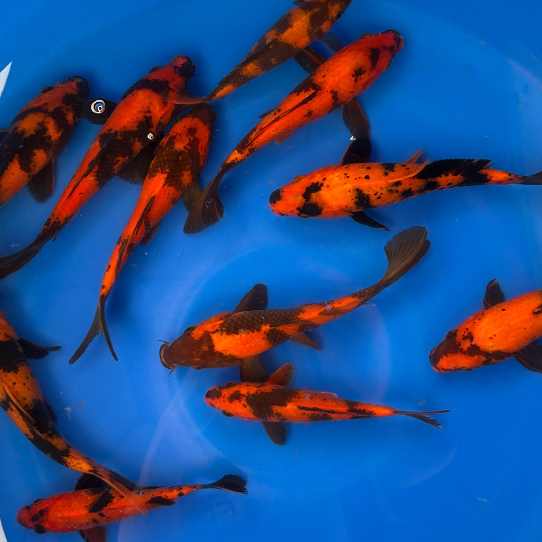 Premium Utsuri Mix ( 写りミックス ) Japanese Koi Fish Packages