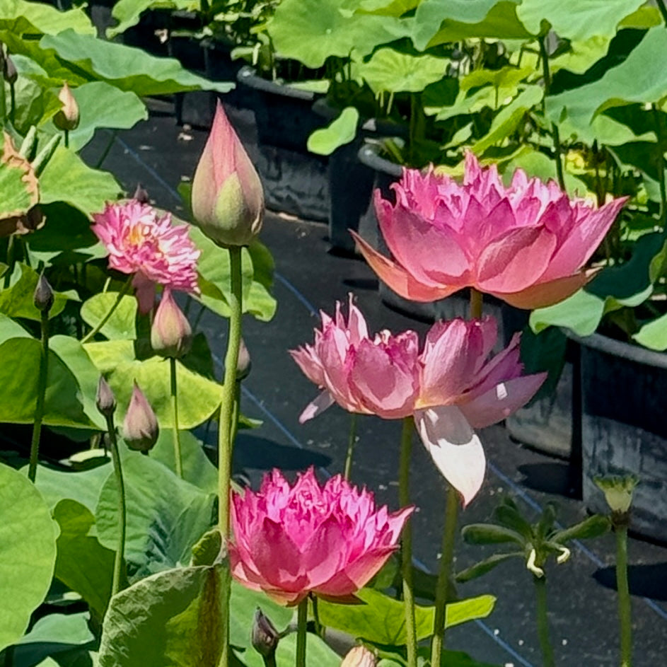 Riches & Honor Lotus (Bare Root)