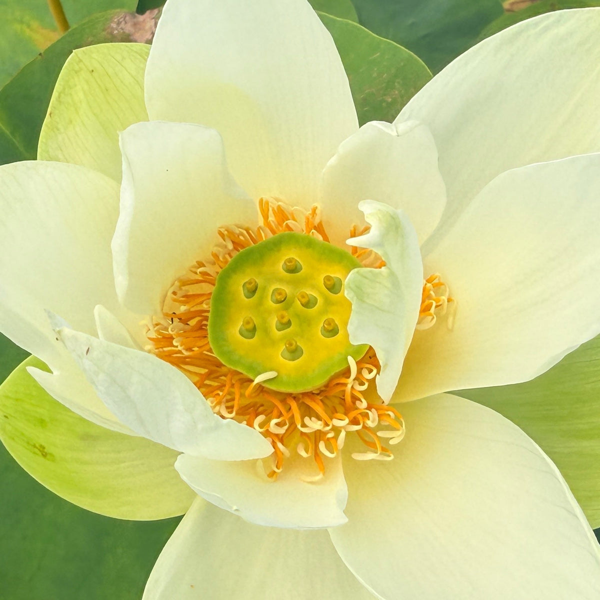Xiao Ling Lotus (Bare Root)
