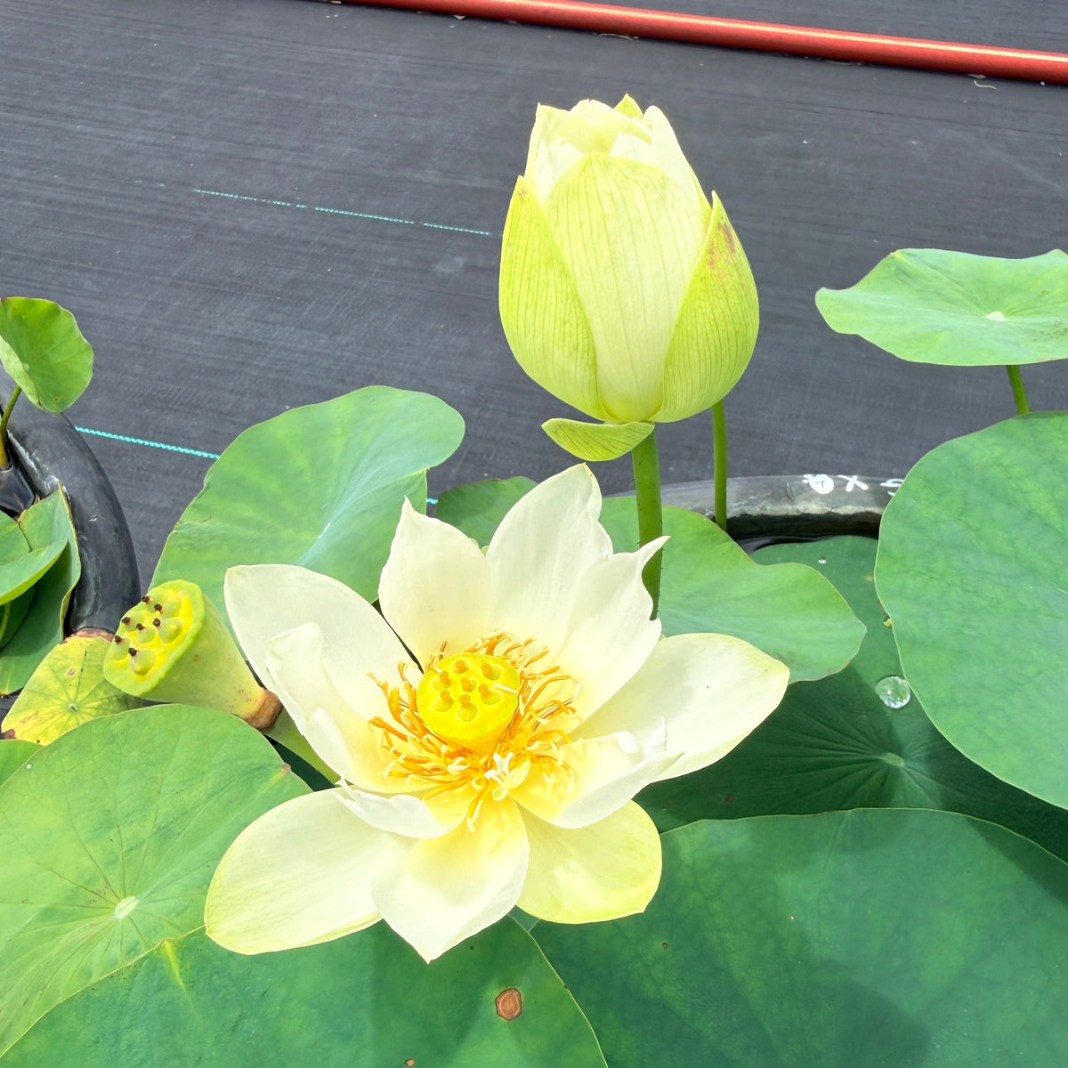 Xiao Ling Lotus (Bare Root)