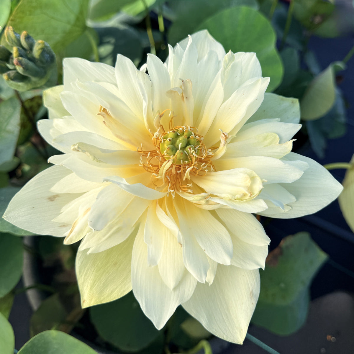 Yellow Jade Bowl Lotus (Bare Root)
