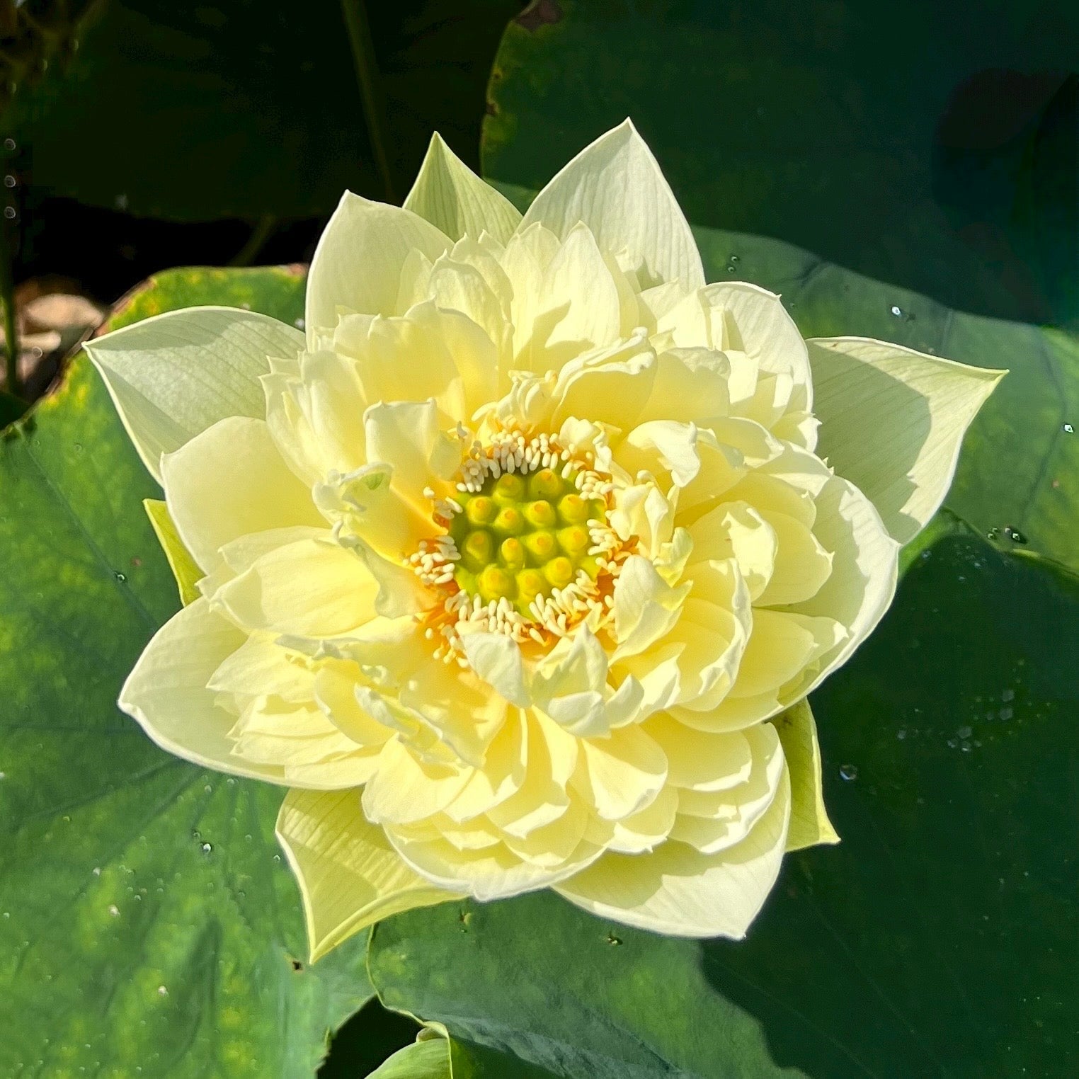 Yellow Peony Lotus (Bare Root)