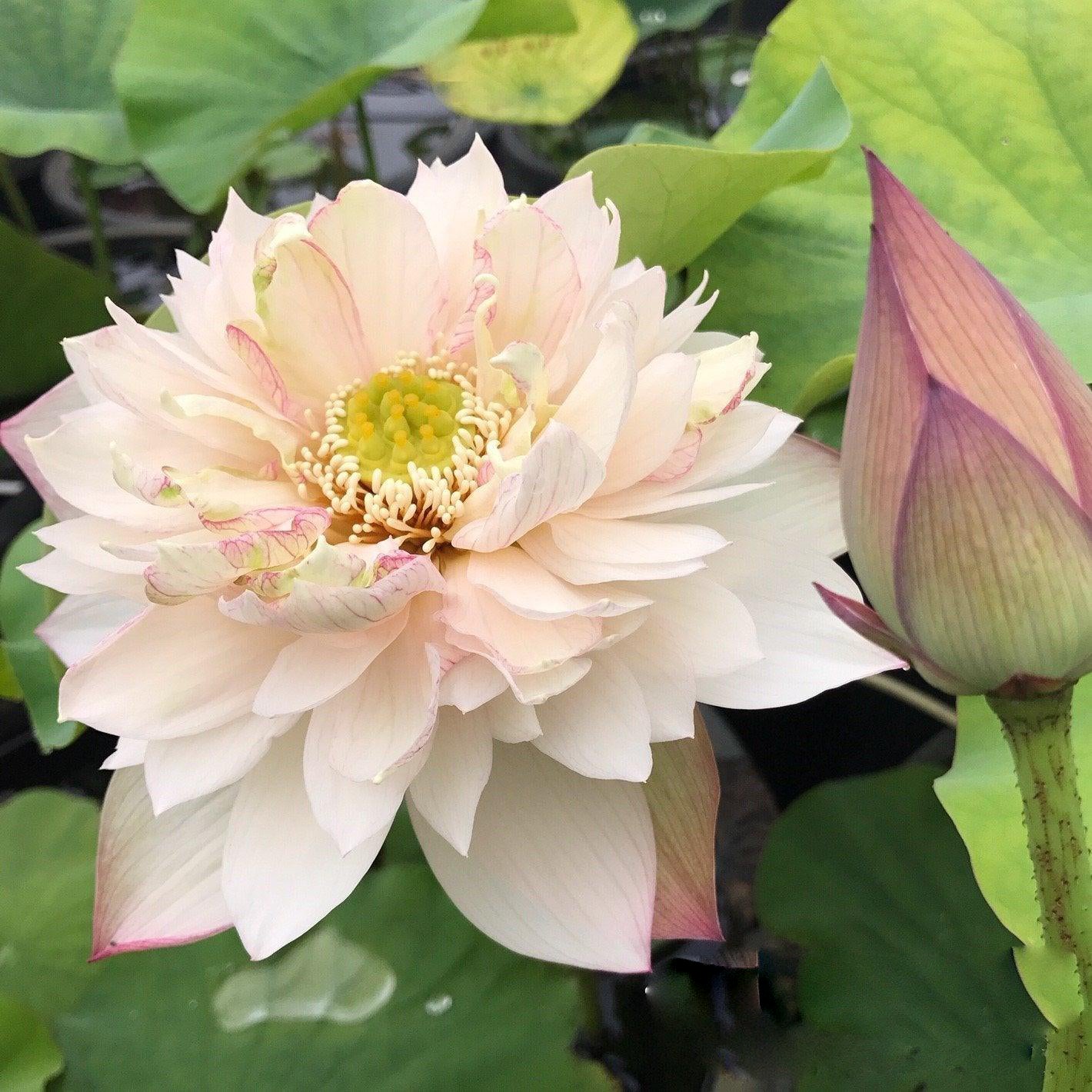 A Fortune in Flowers - Almost Purple Lotus (Bare Root) - Play It Koi