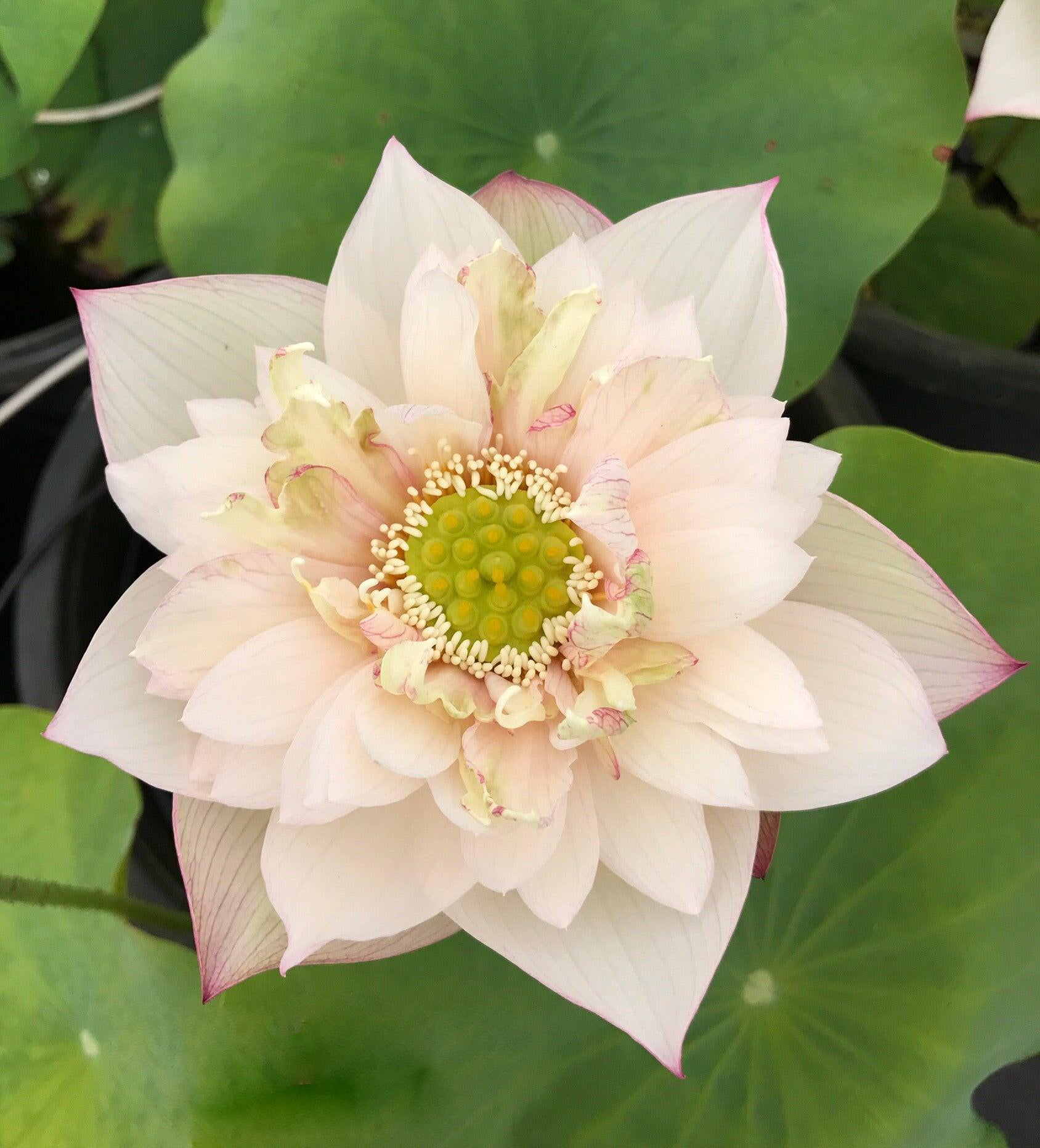 A Fortune in Flowers - Almost Purple Lotus (Bare Root) - Play It Koi