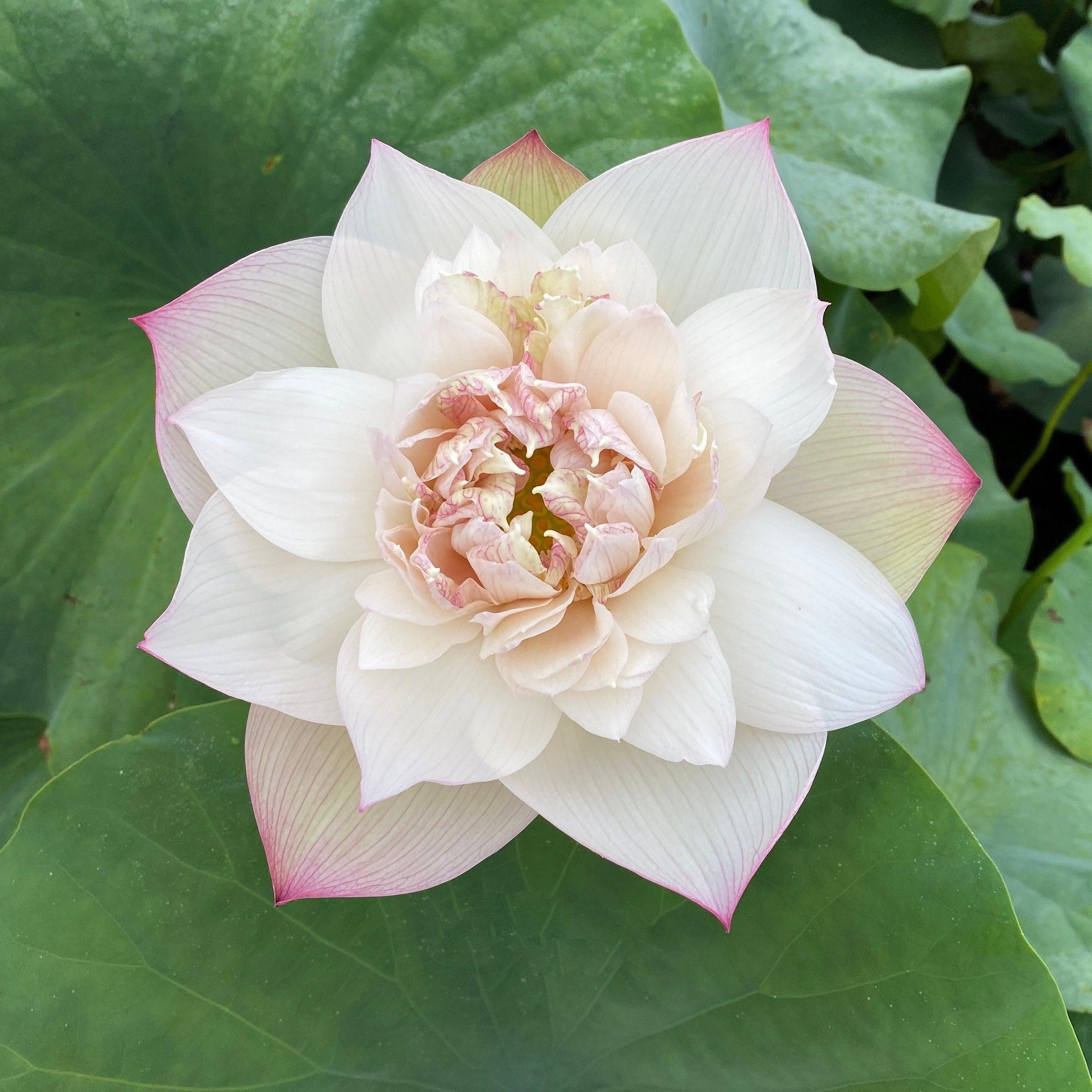 A Fortune in Flowers - Almost Purple Lotus (Bare Root) - Play It Koi