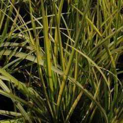 Acorus Gramineus 'Ogon' - Golden Sweet Flag (Potted) - Play It Koi