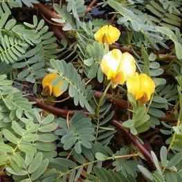 Aeschynomene Fluitans - Giant Sensitive Fern (Potted) - Play It Koi