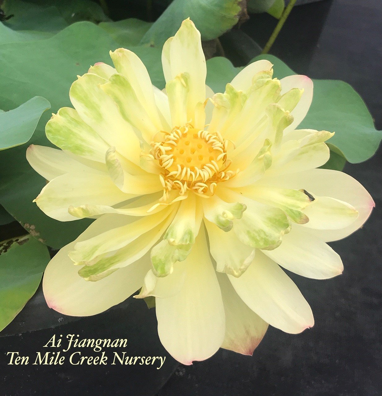 Ai Jiangnan Lotus (Bare Root)