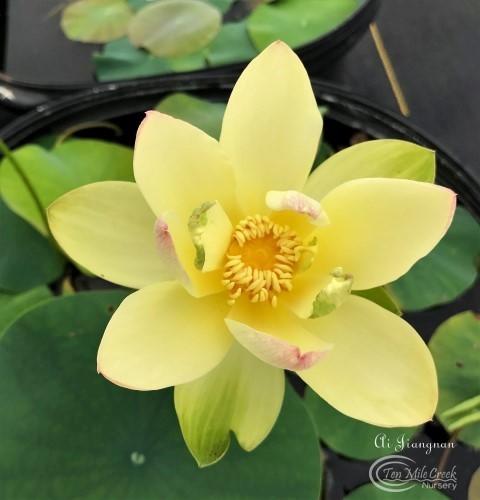 Ai Jiangnan Lotus (Bare Root)