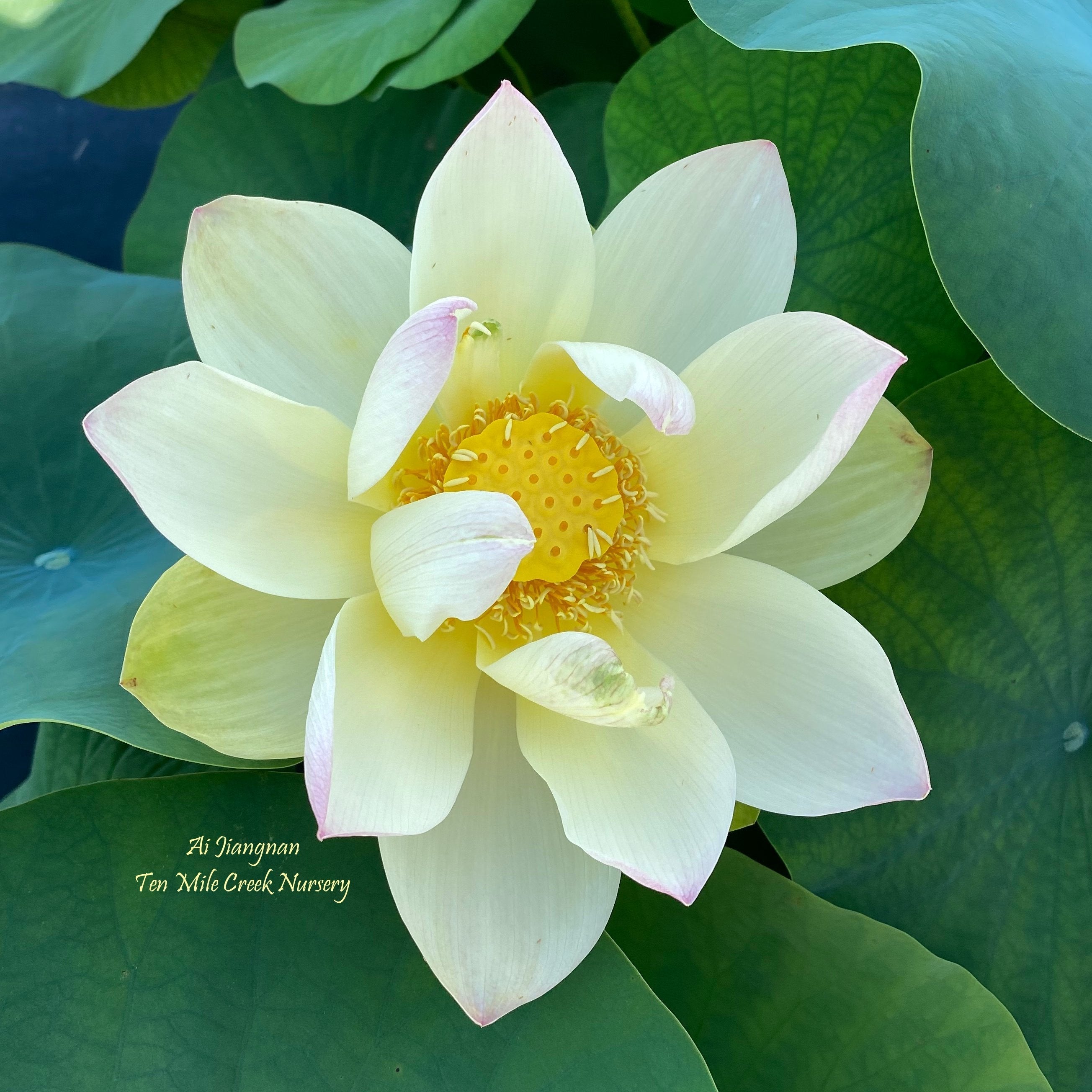 Ai Jiangnan Lotus (Bare Root)