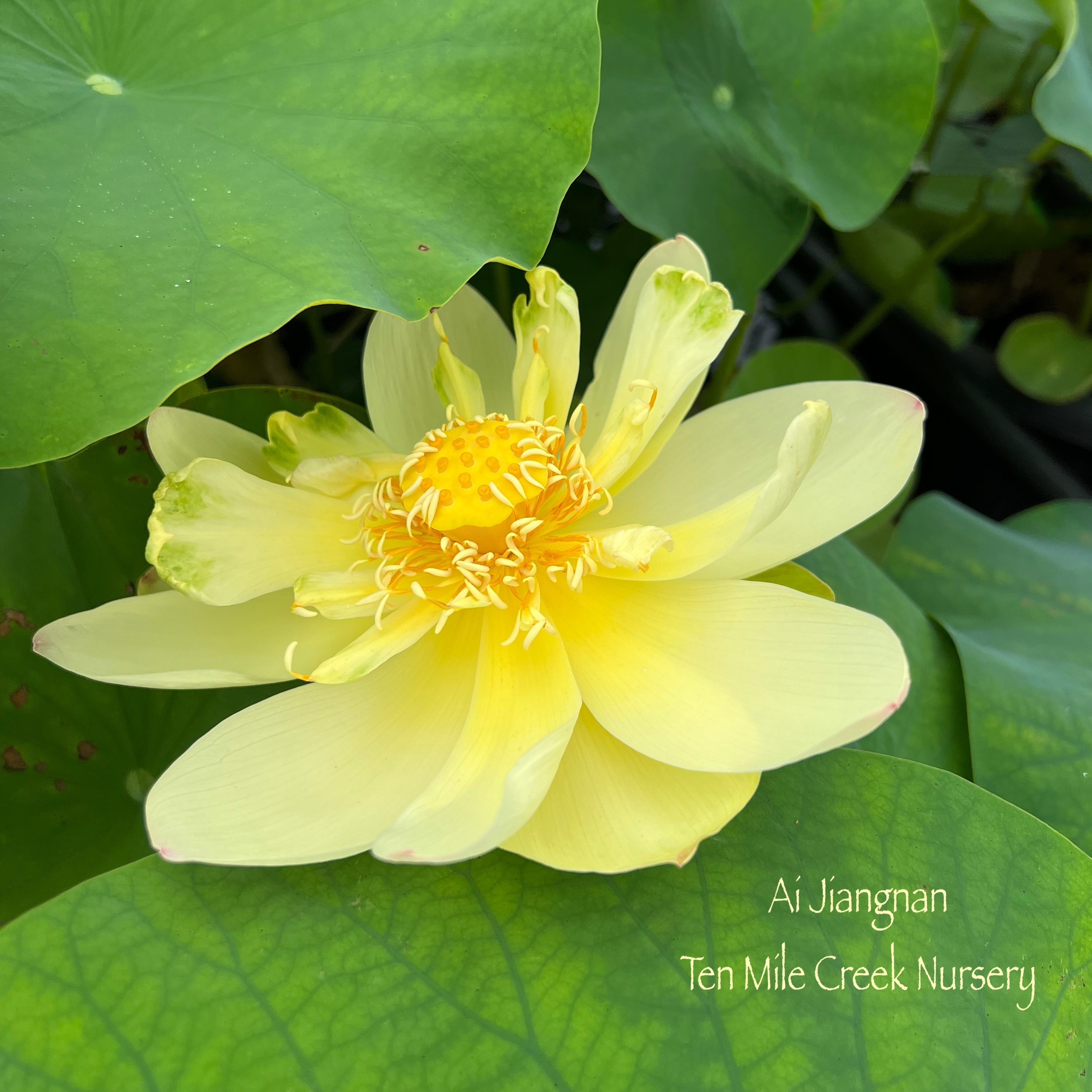 Ai Jiangnan Lotus (Bare Root)