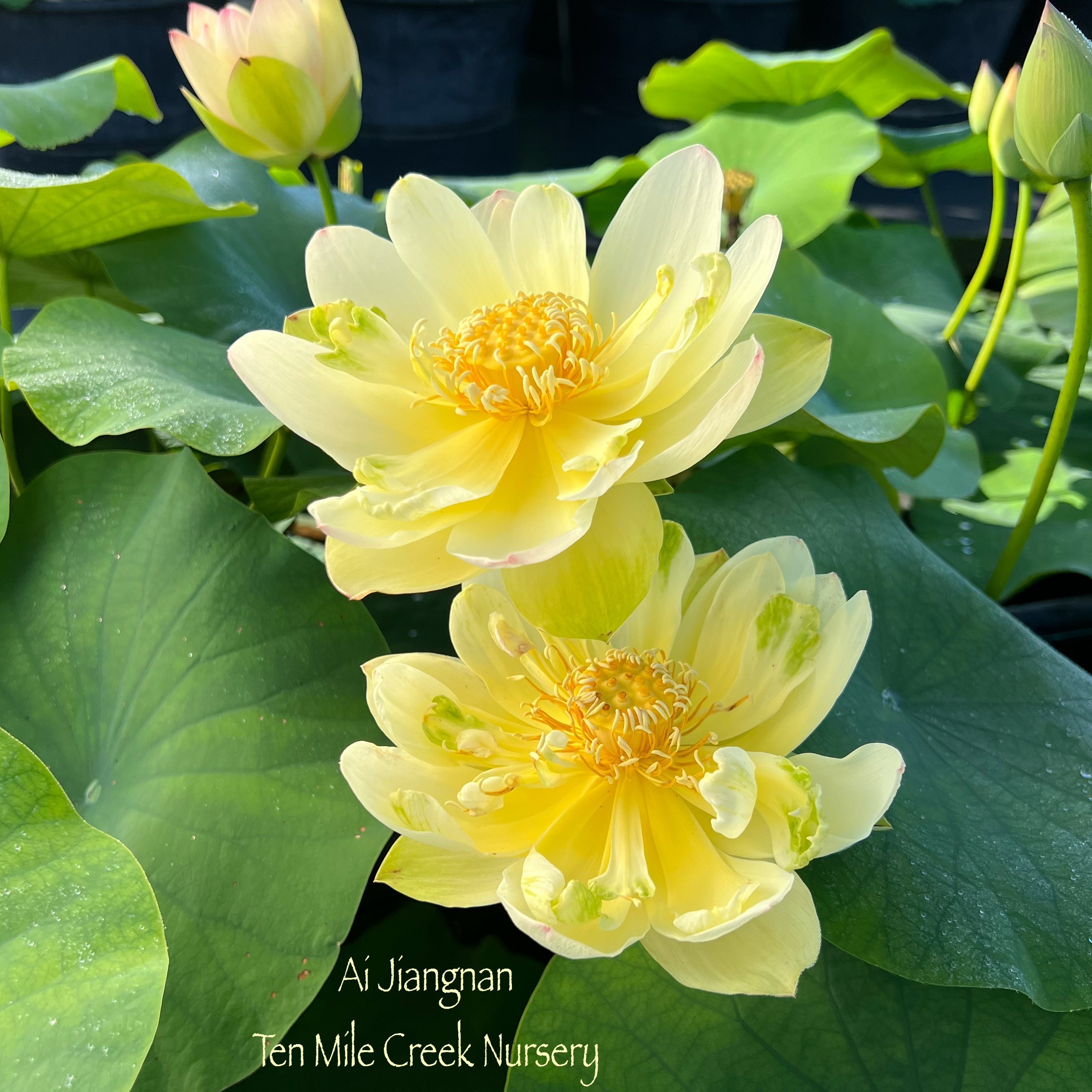Ai Jiangnan Lotus (Bare Root)