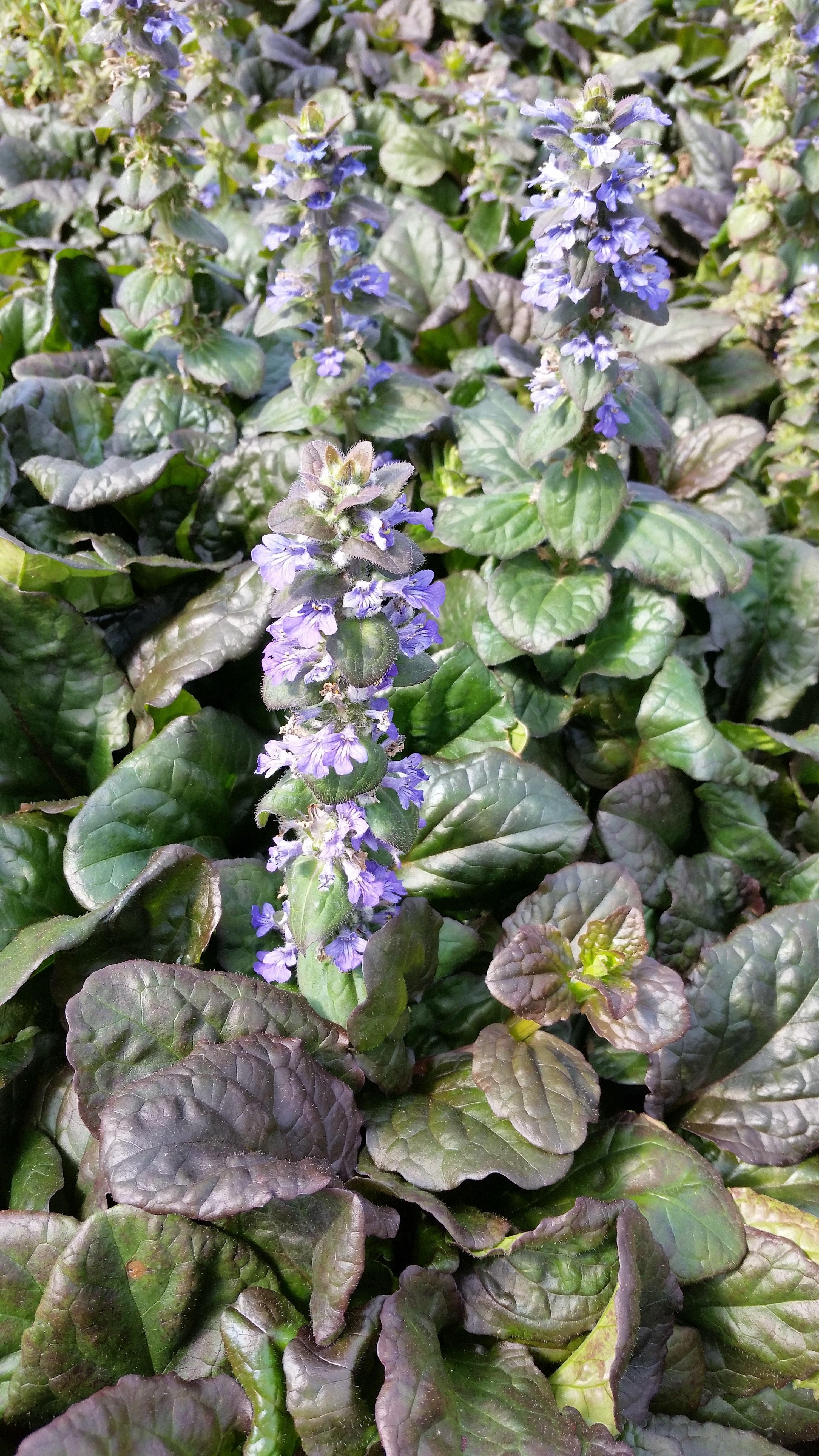 Ajuga ruptans 'Catlins Giant' (Bare Root) - Play It Koi