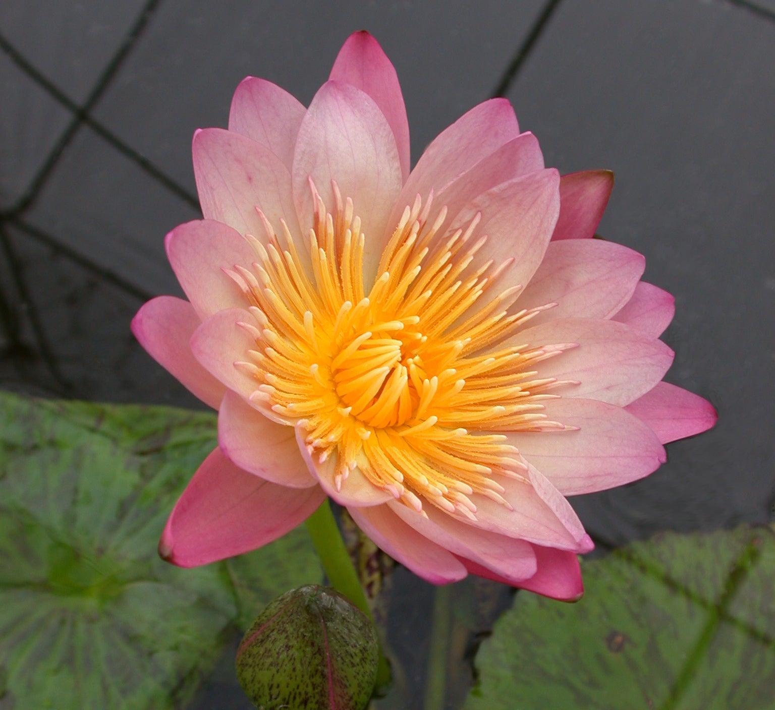 Albert Greenberg - Day Blooming Tropical Lily (Bare Root) - Play It Koi