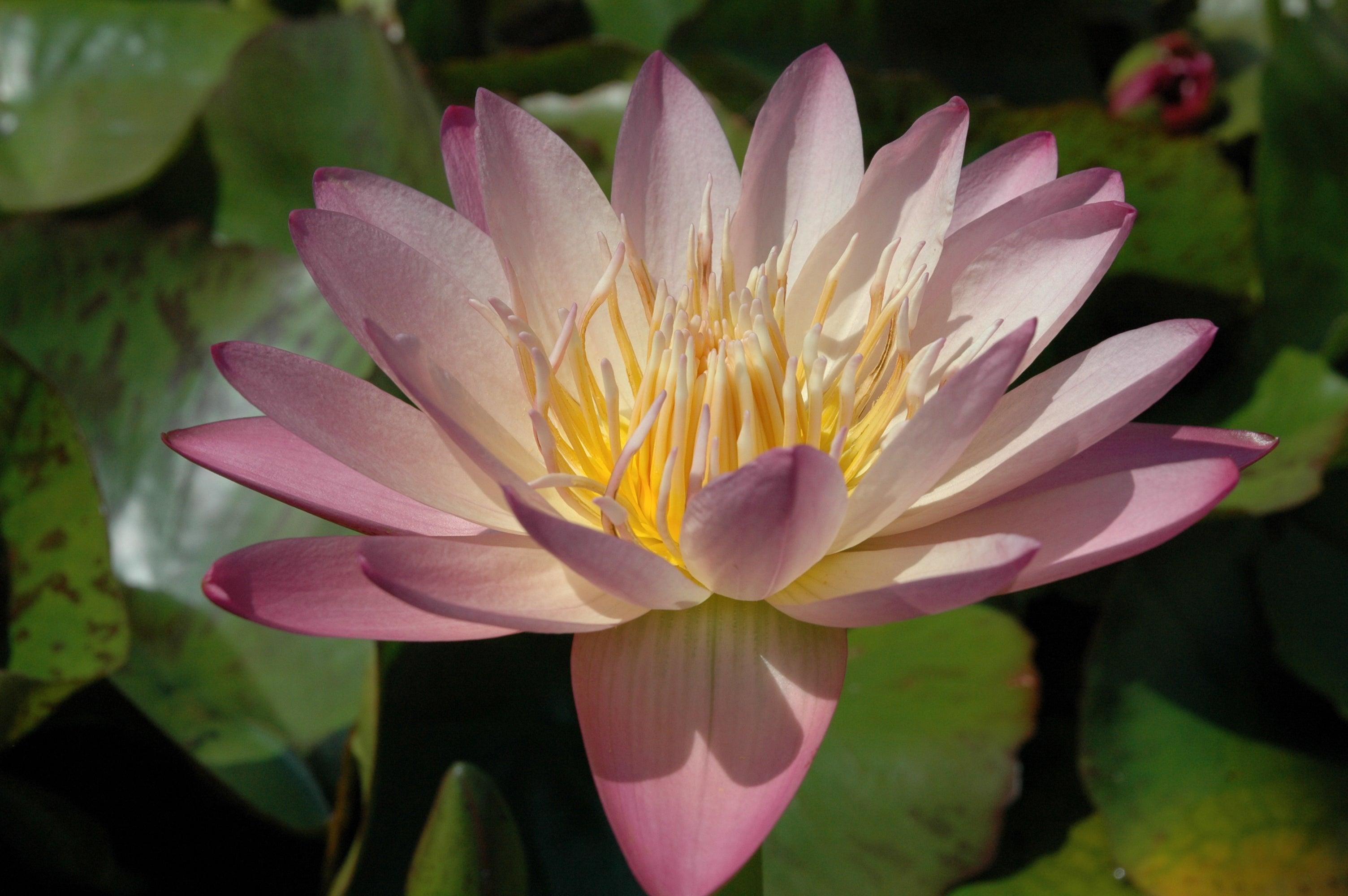 Albert Greenberg - Day Blooming Tropical Lily (Bare Root) - Play It Koi