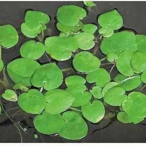 American Frogbit - Limnobium Spongia - Play It Koi