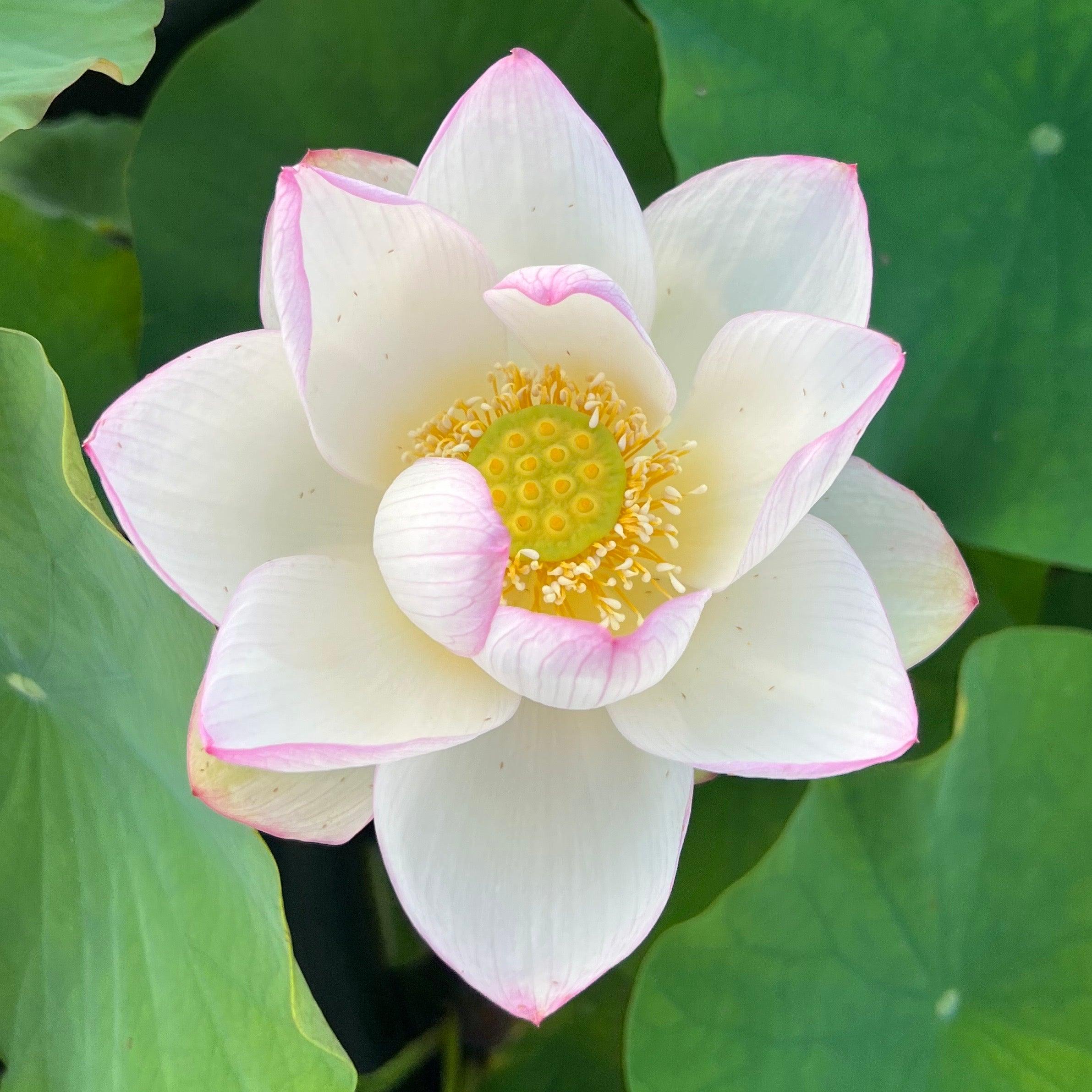 American Three-Color Lotus (Bare Root) - Play It Koi
