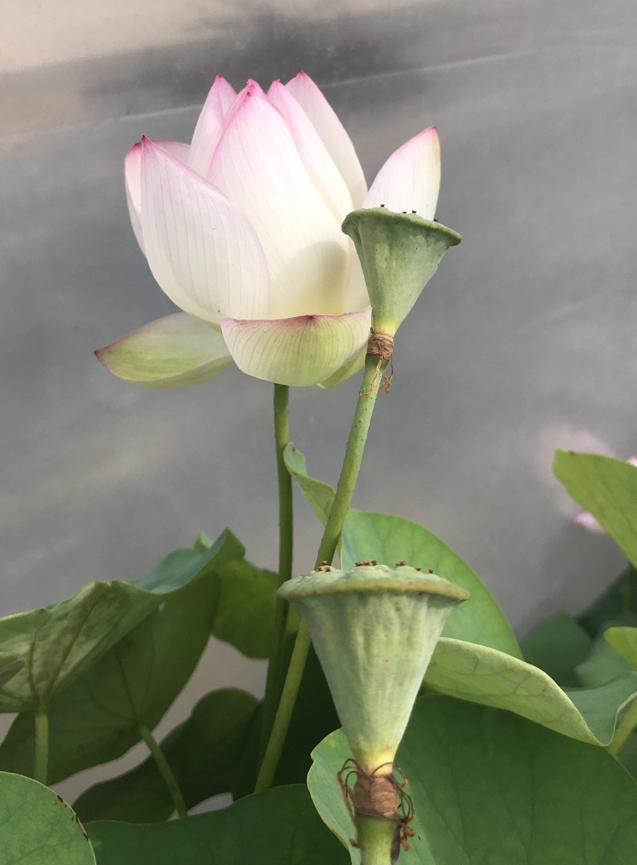 American Three-Color Lotus (Bare Root) - Play It Koi