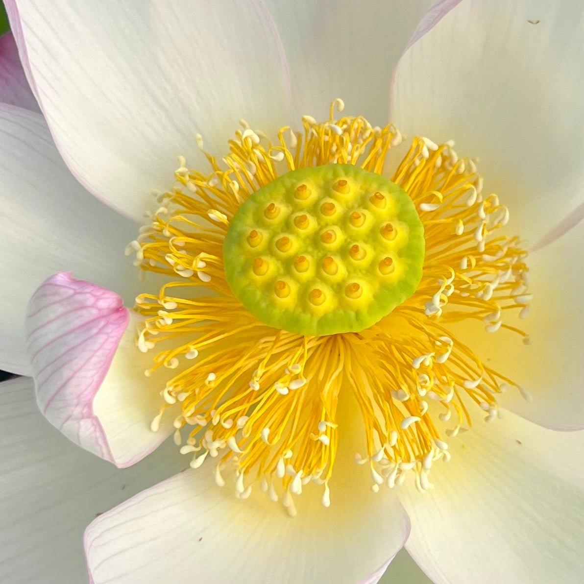 American Three-Color Lotus (Bare Root) - Play It Koi