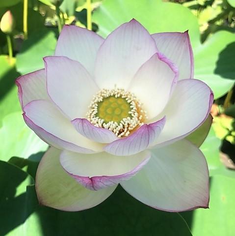 American Three-Color Lotus (Bare Root) - Play It Koi
