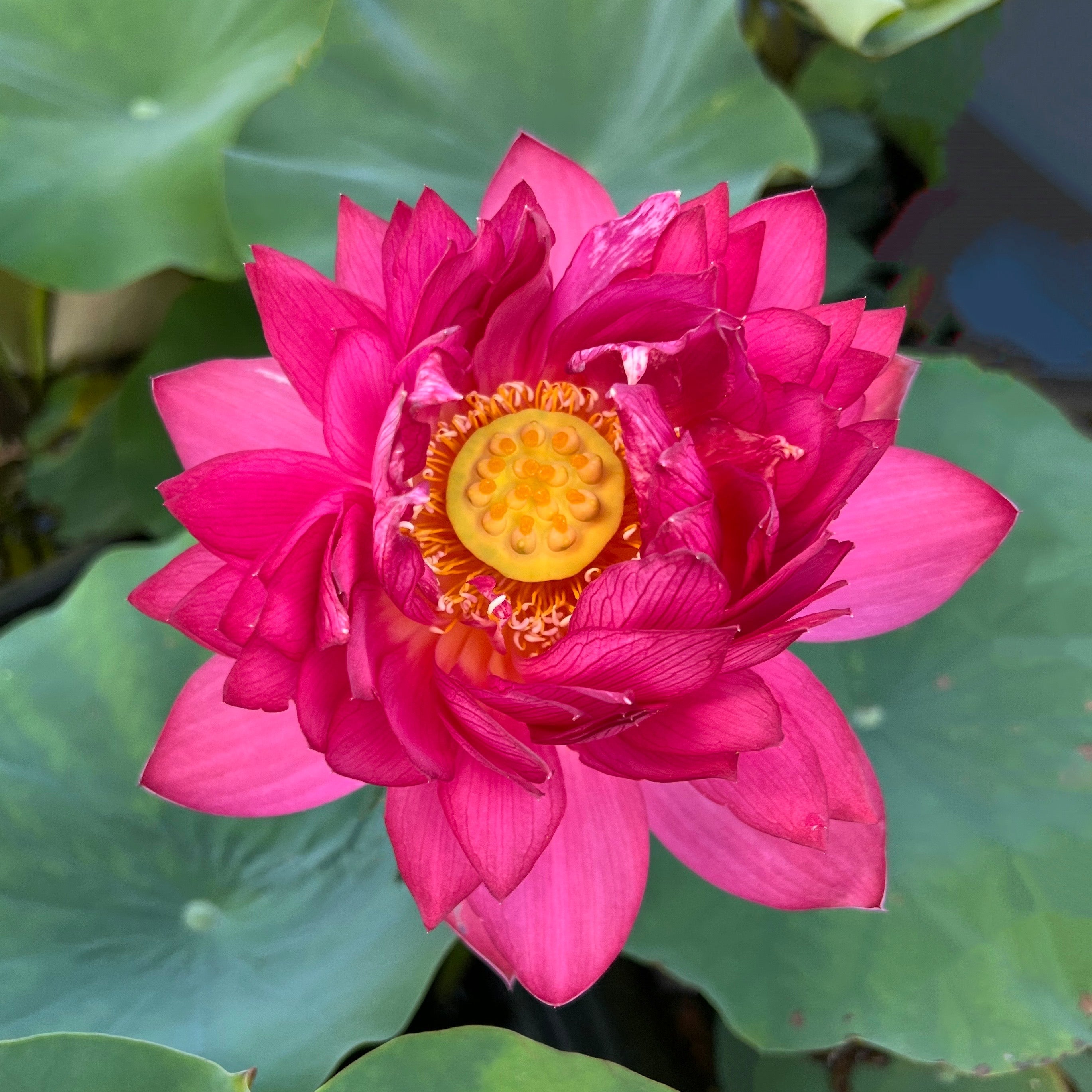 Ancient Capital Red Maple Lotus (Bare Root)