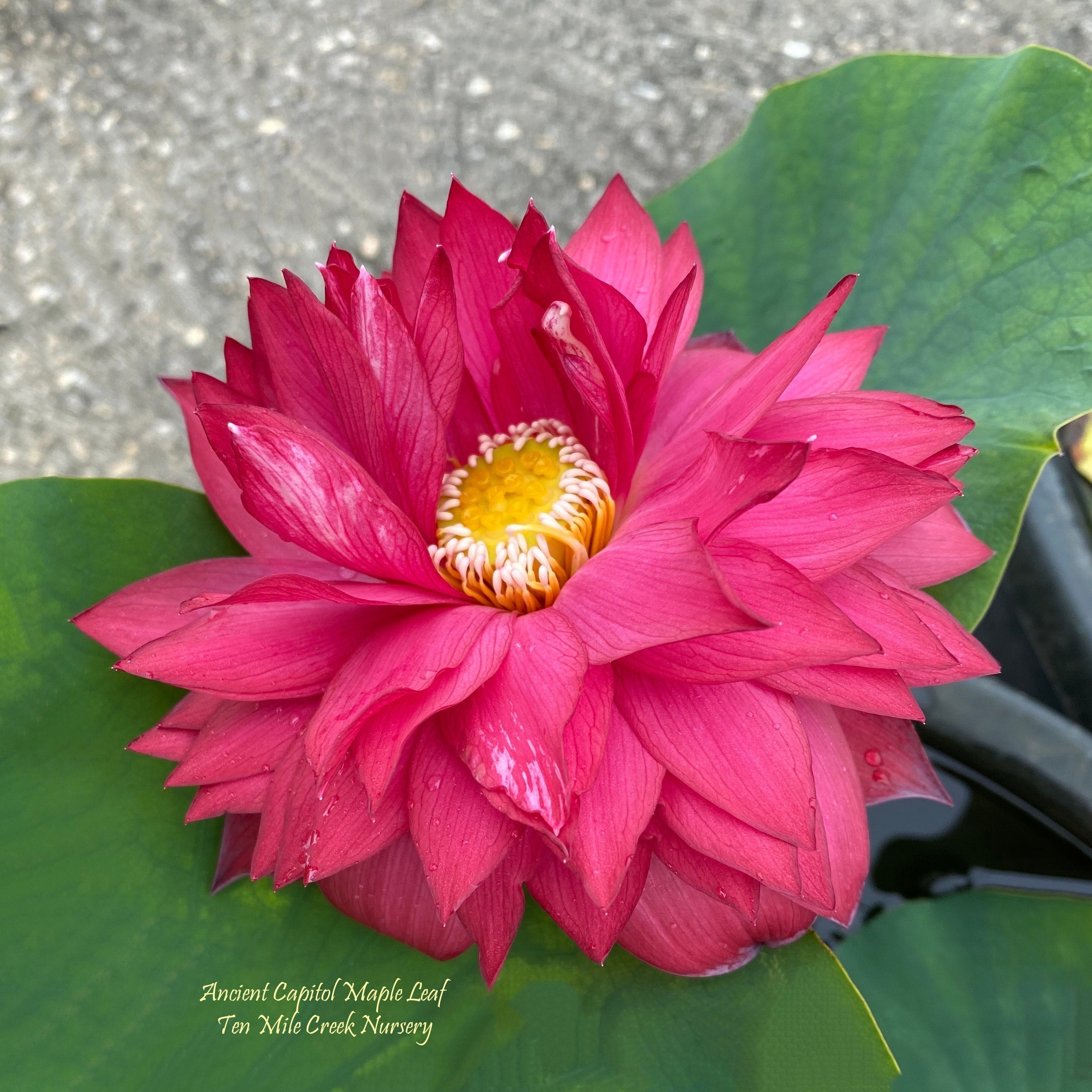 Ancient Capital Red Maple Lotus (Bare Root)