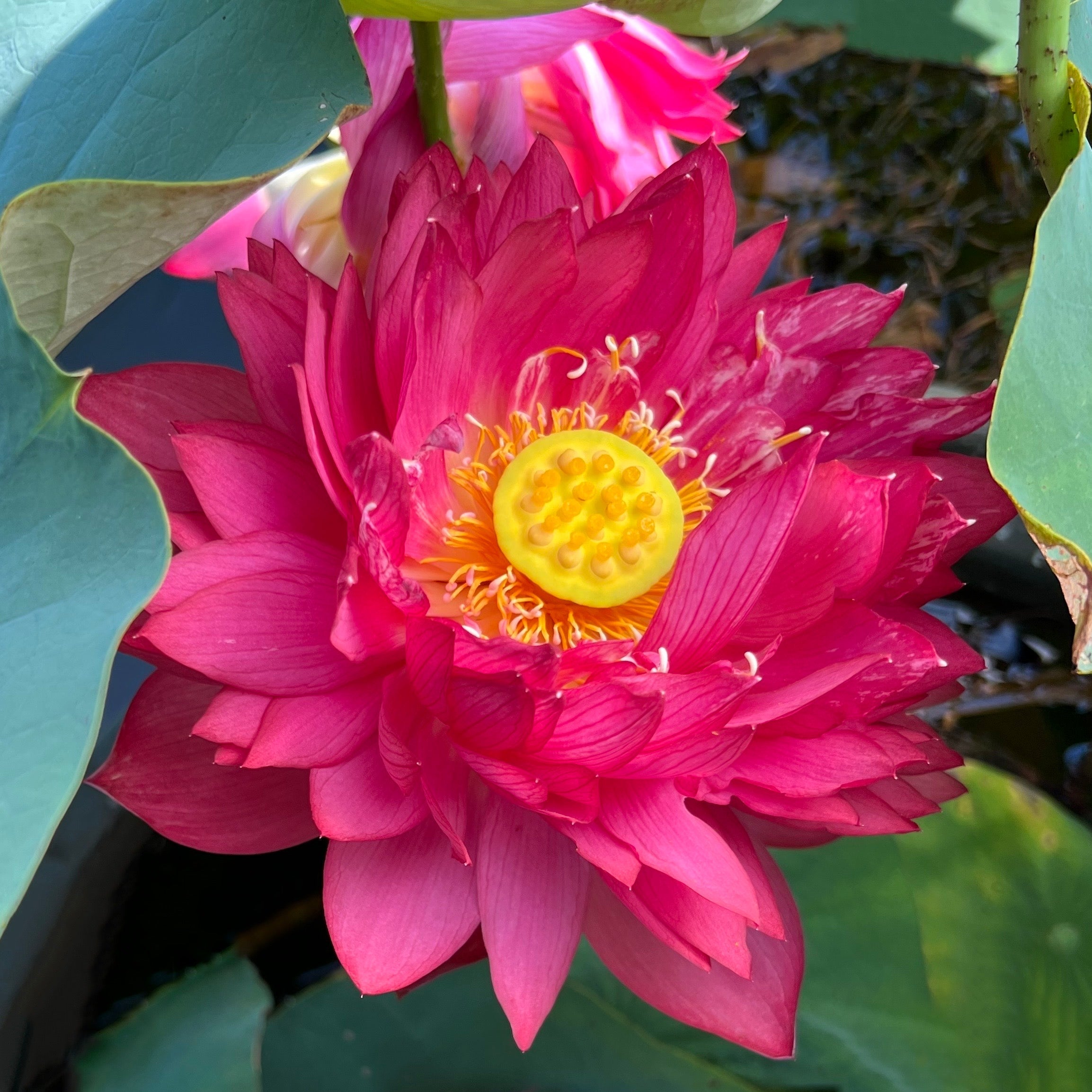 Ancient Capital Red Maple Lotus (Bare Root)