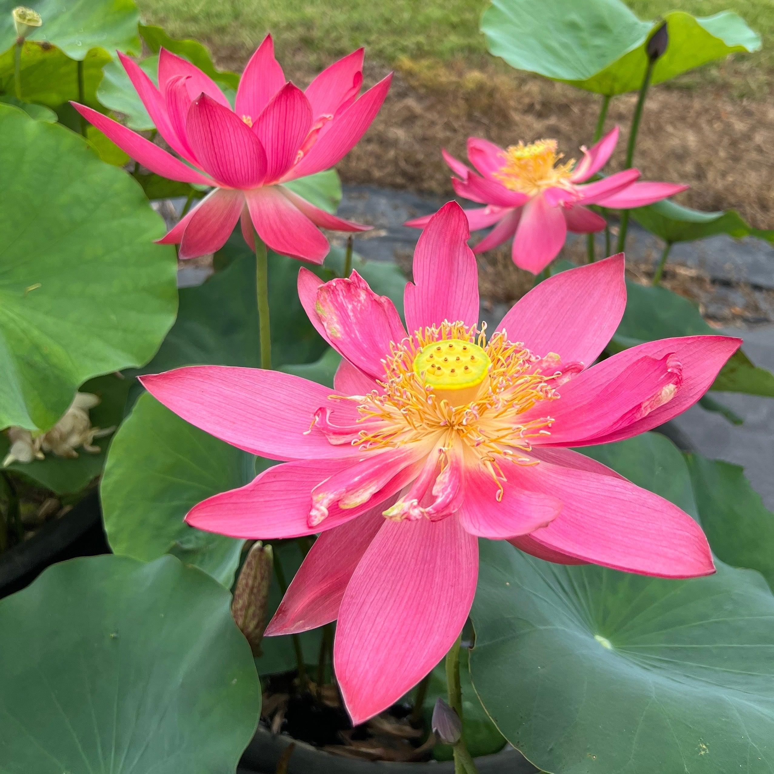 Ancient Capital New Beauty Lotus (Bare Root) - Play It Koi