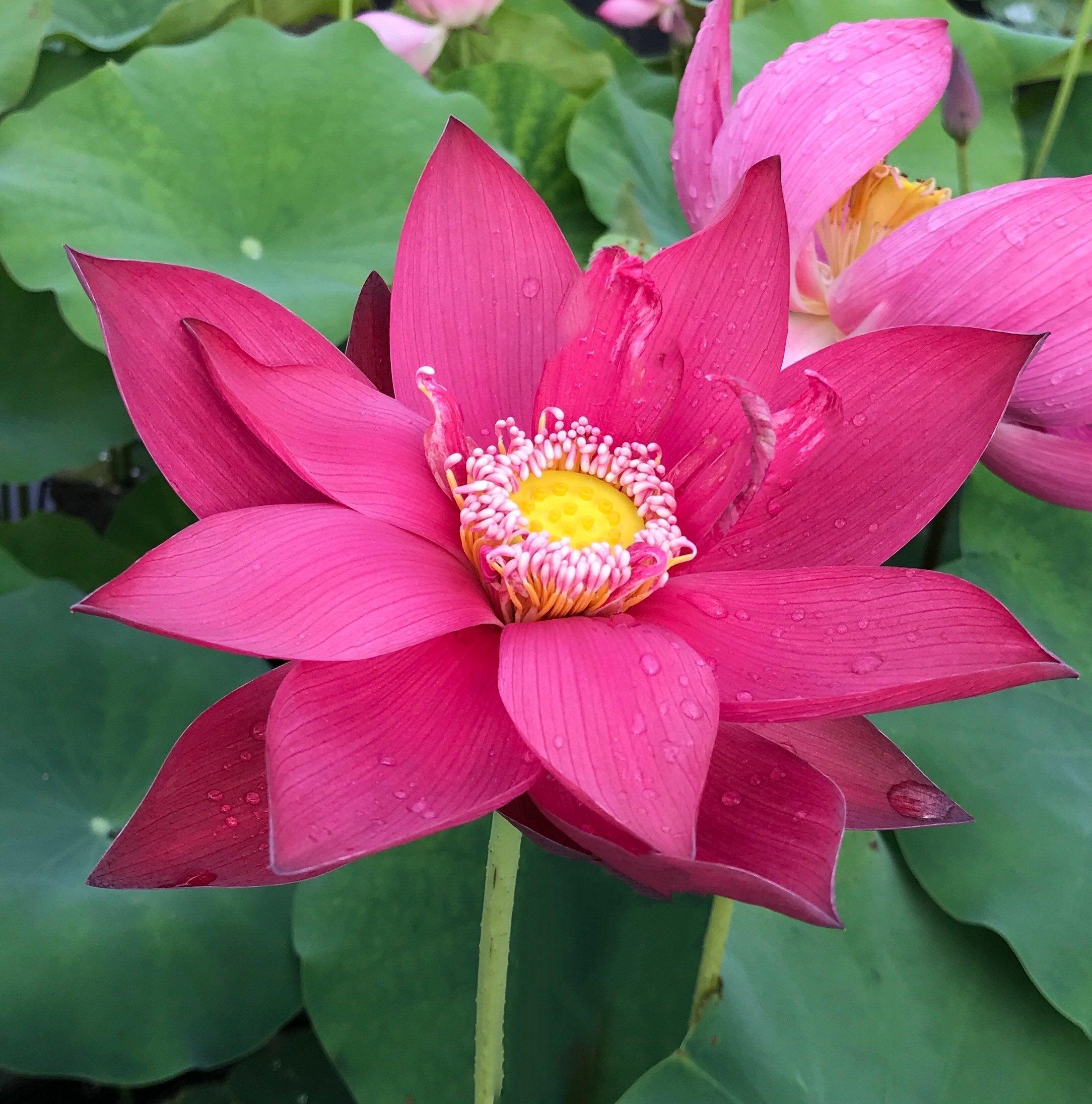 Ancient Capital New Beauty Lotus (Bare Root) - Play It Koi