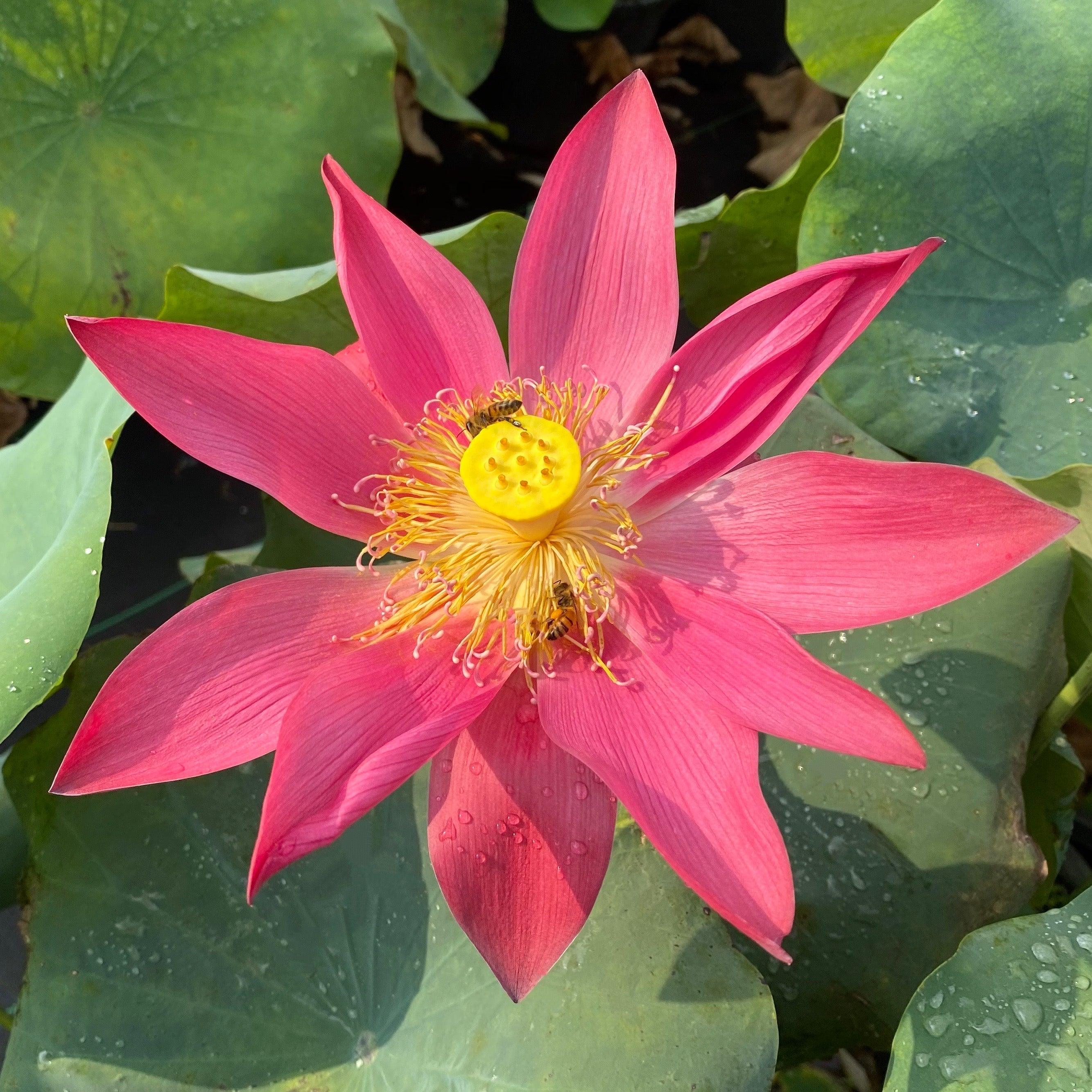 Ancient Capital New Beauty Lotus (Bare Root) - Play It Koi