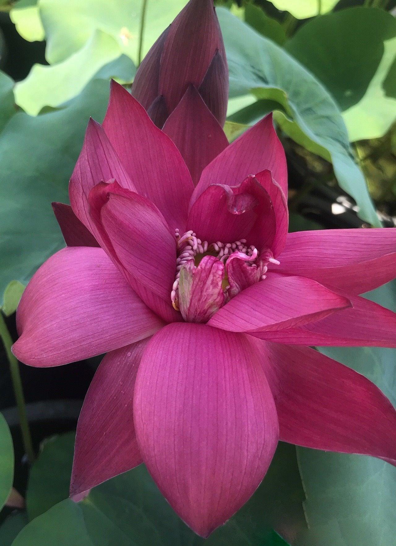 Ancient Capital New Beauty Lotus (Bare Root) - Play It Koi