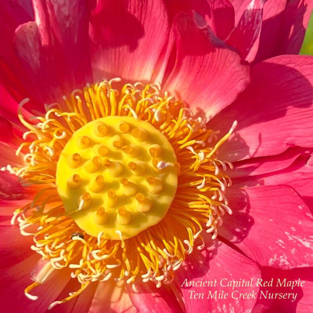 Ancient Capital Red Maple Lotus (Bare Root)