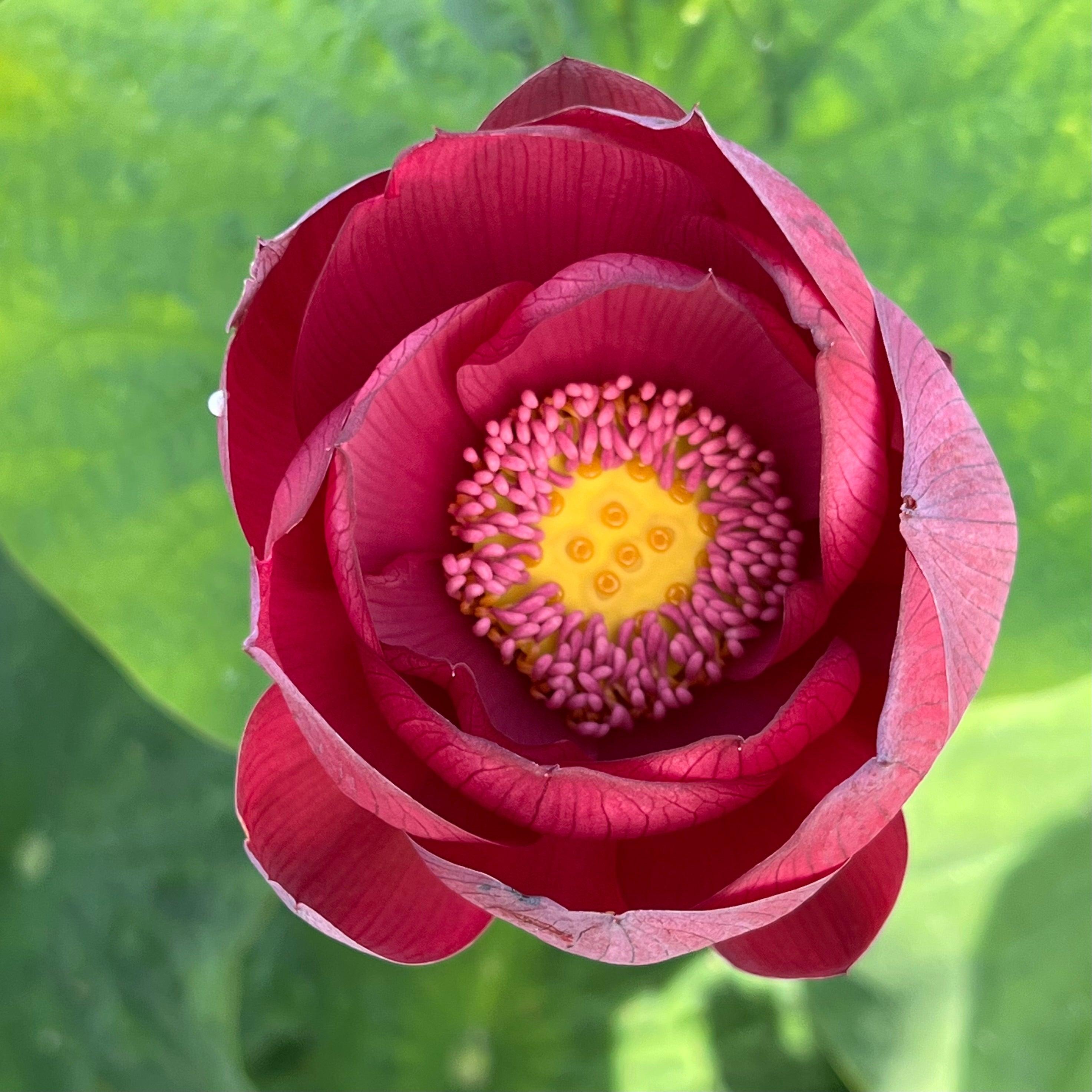 Ancient Capitol Red Palace - Deep Dark Red Lotus (Bare Root) - Play It Koi