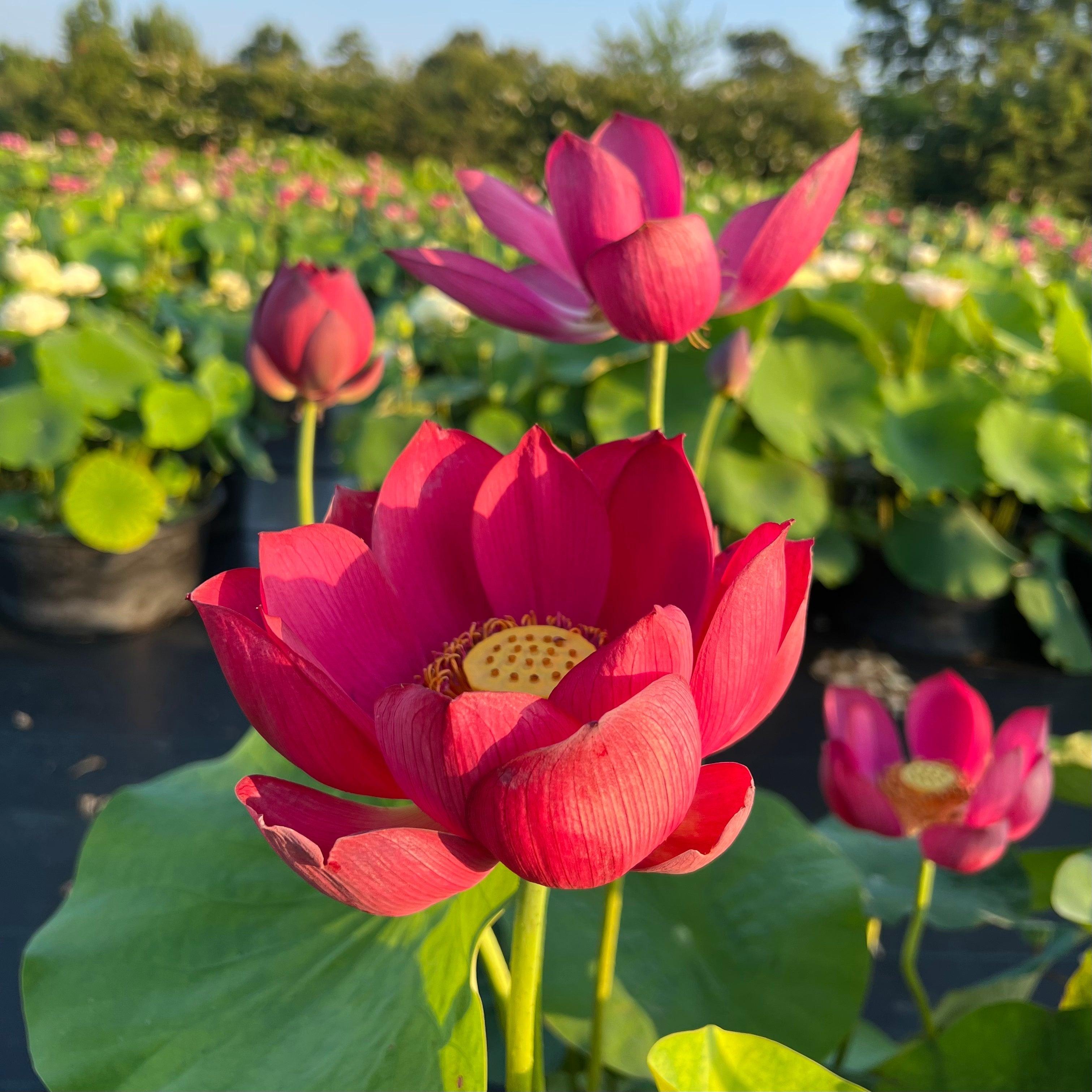 Ancient Capitol Red Palace - Deep Dark Red Lotus (Bare Root) - Play It Koi