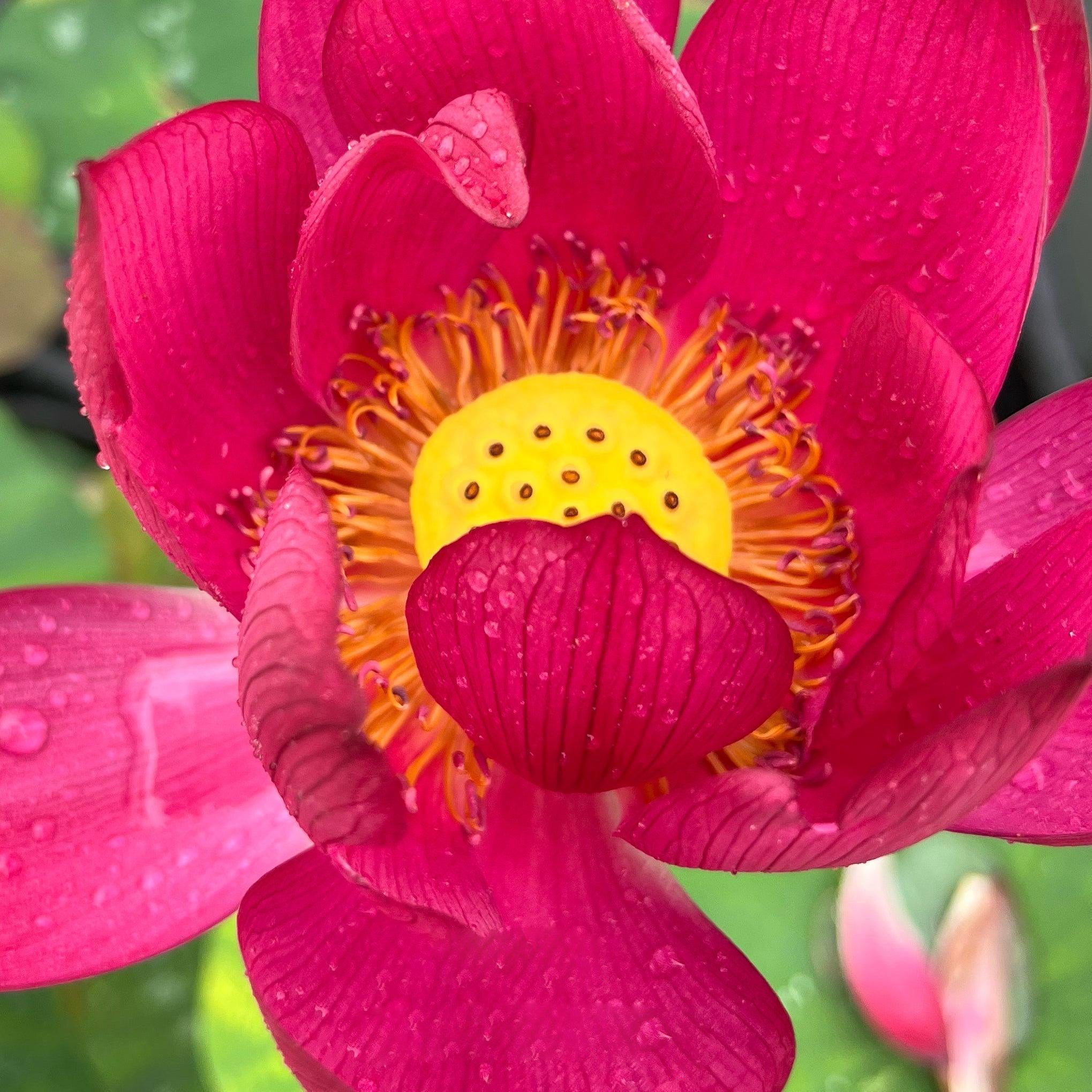 Ancient Capitol Red Palace - Deep Dark Red Lotus (Bare Root) - Play It Koi