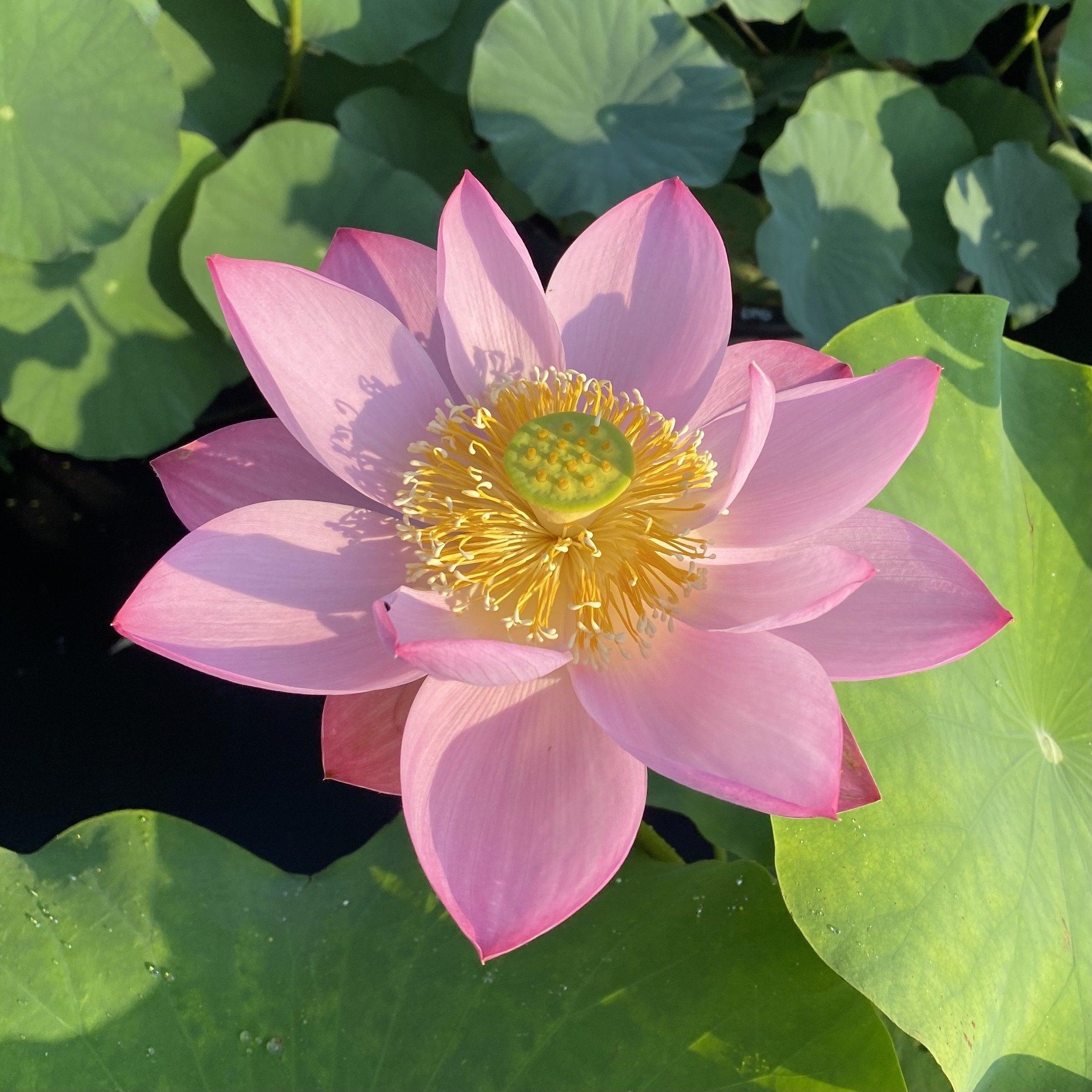 Ancient Chinese Lotus Lotus (Bare Root) - Play It Koi