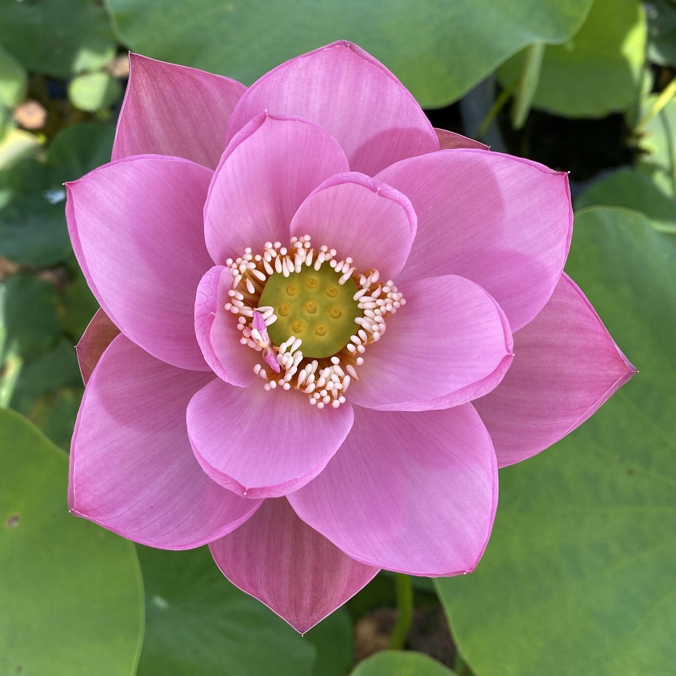 Ancient Chinese Lotus Lotus (Bare Root) - Play It Koi