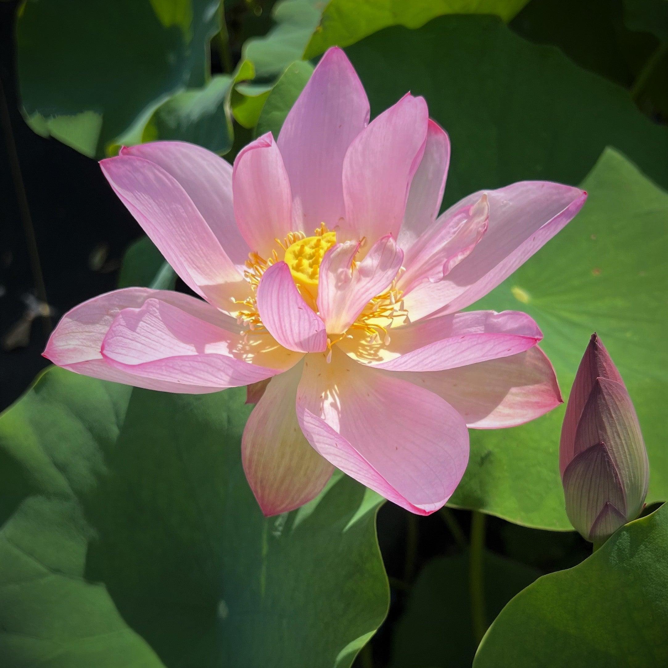 Ancient Chinese Lotus Lotus (Bare Root) - Play It Koi